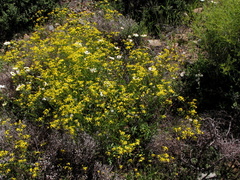 Senecio cardaminifolius