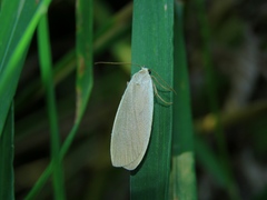 Eilema griseola