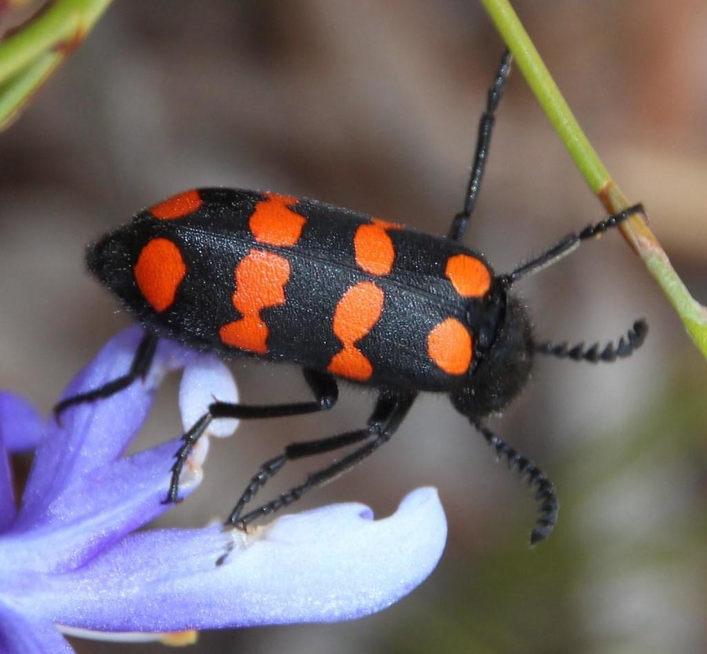Ceroctis gyllenhali