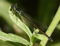 Ischnura denticollis