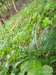 Elymus caninus