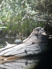 Kinosternon hirtipes murrayi