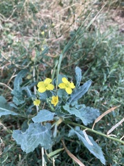 Brassica oleracea