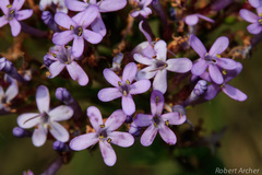 Tetraselago longituba