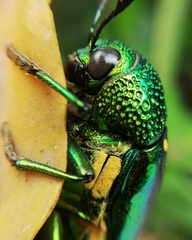 Sternocera