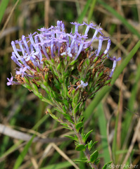 Tetraselago longituba
