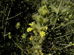 Stachys aurea