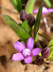 Raphionacme hirsuta