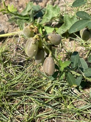 Crotalaria mocubensis