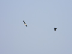 Chroicocephalus brunnicephalus