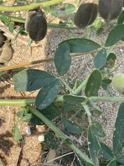 Crotalaria mocubensis