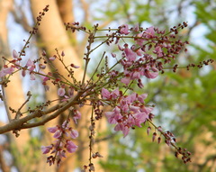 Millettia peguensis