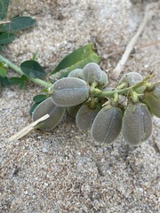Crotalaria mocubensis