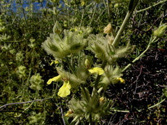 Stachys aurea