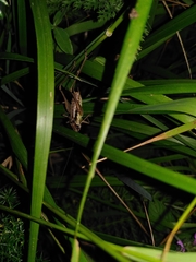 Pachytrachis gracilis