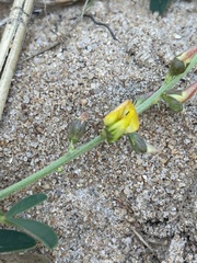 Crotalaria mocubensis