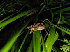 Pachytrachis gracilis