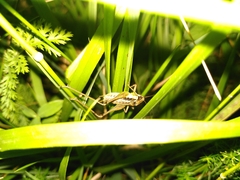 Pachytrachis gracilis