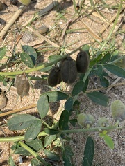 Crotalaria mocubensis