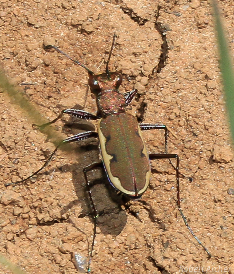 Cicindela marginella