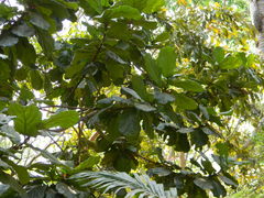 Ficus lyrata
