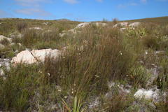 Hypodiscus argenteus