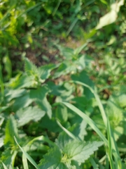 Lamium album