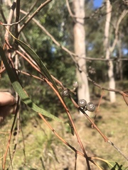 Eucalyptus seeana