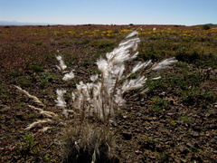 Stipagrostis ciliata
