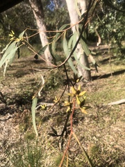 Eucalyptus seeana