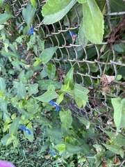 Commelina communis