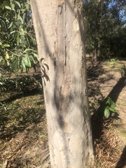 Eucalyptus seeana
