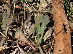 Brachyscome microcarpa