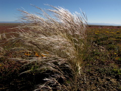 Stipagrostis ciliata