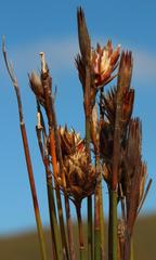Hypodiscus argenteus