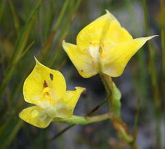 Disa tenuifolia