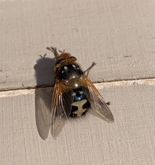 Microtropesa sinuata