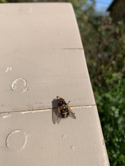 Microtropesa sinuata