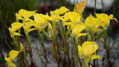 Disa tenuifolia
