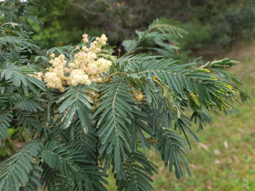 Bodalla Wattle