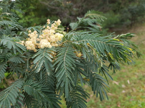 Bodalla Wattle (Acacia trachyphloia)