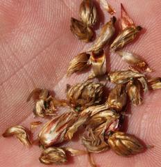 Hypodiscus argenteus