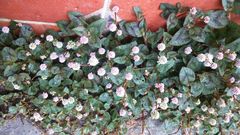 Persicaria capitata