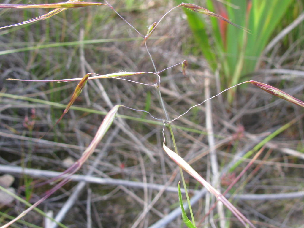 Dune Grass