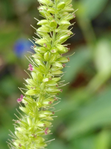 mohár praslenatý (Setaria verticillata)