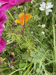 Cosmos bipinnatus