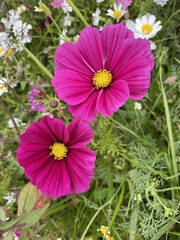 Cosmos bipinnatus