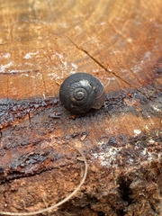 Pommerhelix mastersi