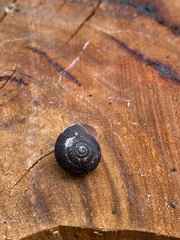 Pommerhelix mastersi