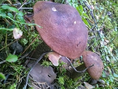 Leccinum